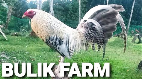 bulik na manok